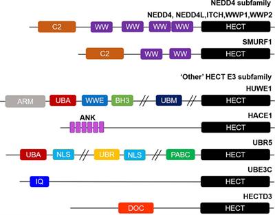 Emerging roles of the HECT E3 ubiquitin ligases in gastric cancer